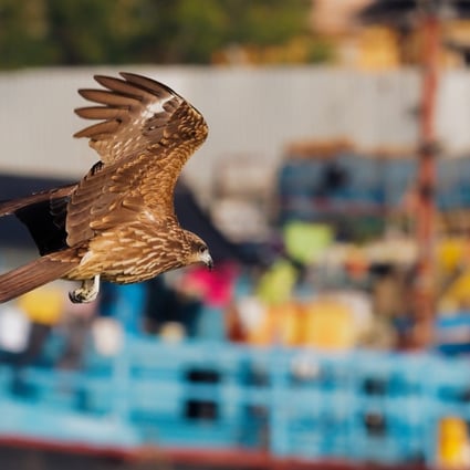 A black kite hovers over the harbour in Cheung Chau, Hong Kong. It is one of the city’s most spotted birds. Photo: Martin Williams