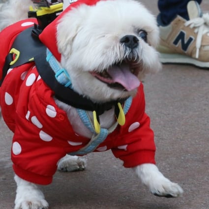 kong dog boots