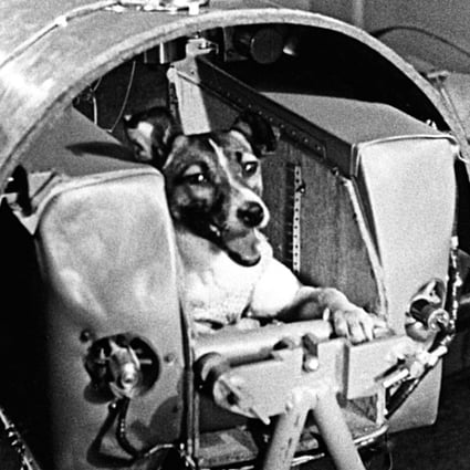 The first animals in space: Russian dogs, French cats and US monkeys |  South China Morning Post