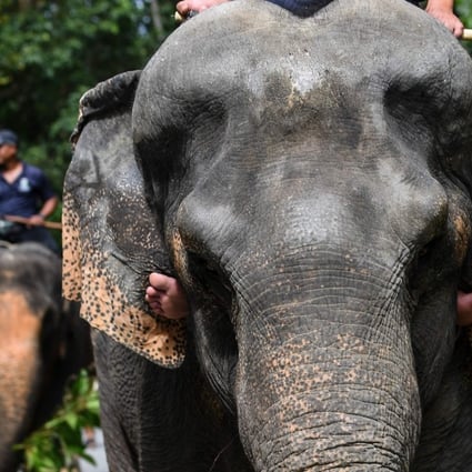 This picture taken on January 16, 2018 shows 43-year-old rescued elephant Kasturi walking inside the Kuala Gandah Elephant Conservation Centre in Kuala Gandah, Malaysia. Ten Rohingya refugees have been killed by hungry Asian elephants scavenging in the area where a refugee camp has gone up. Photo: AFP