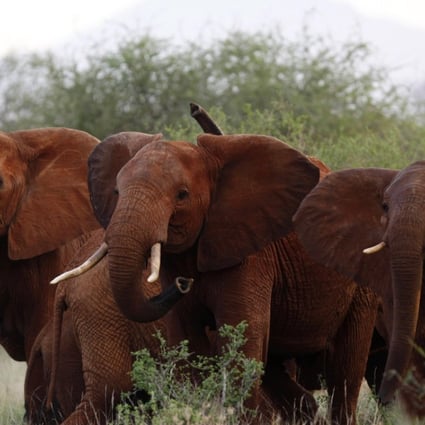 Trump called elephant hunts a ‘horror show’. But now he’s ending trophy