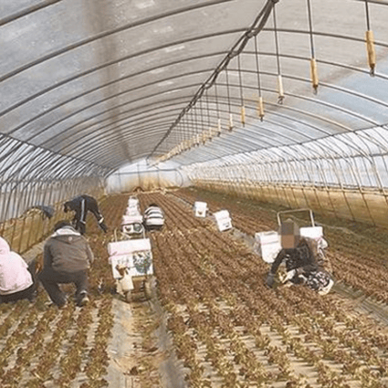 Migrant workers at a lettuce farm in Buyeo, South Chungcheong Province. Photo: Korea Times file