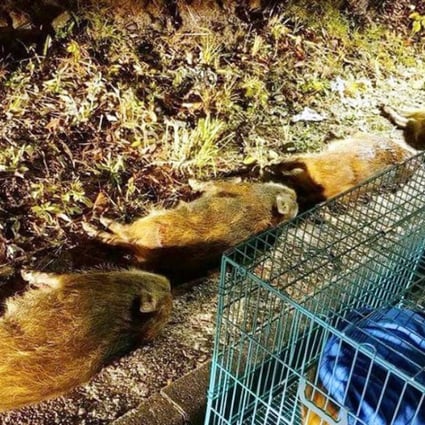 Hong Kong tackles wild pig problem with birth-control scheme ...