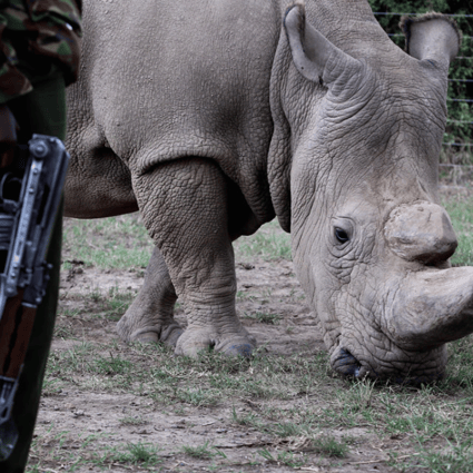 A police officer looks at a northern white rhino, only three of its kind left in the world, as it moves in an enclosed and constantly protected perimeter ahead of the Giants Club Summit of African leaders and others on tackling poaching of elephants and rhinos, Ol Pejeta conservancy near the town of Nanyuki, Laikipia County, Kenya, April 28, 2016. Photo: REUTERS/Siegfried Modola