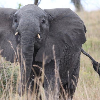 An elephant at Mozambique’s Maputo Special Reserve. Pictures: Christopher P. Baker