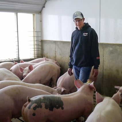 In this March 26 photo, US farmer Jeff Rehder looks over some of his pigs, in Hawarden, Iowa. Rehder stands to lose potential revenue on his hogs after China imposed tariffs on US products, including pork, with a 25 per cent. Photo: AP