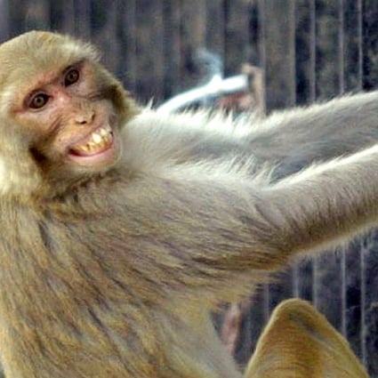Indian Family Claims Monkey Snatched Baby Later Found Dead In A Well South China Morning Post