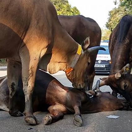 The car was apparently speeding when it hit the cows. Photo: Facebook