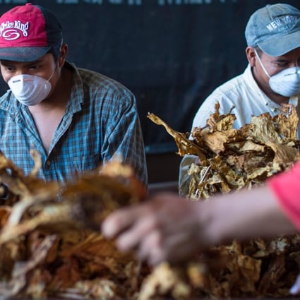 Tobacco farmers in Red states like Kentucky and North Carolina will be affected by the latest tariffs. Photo: Alamy