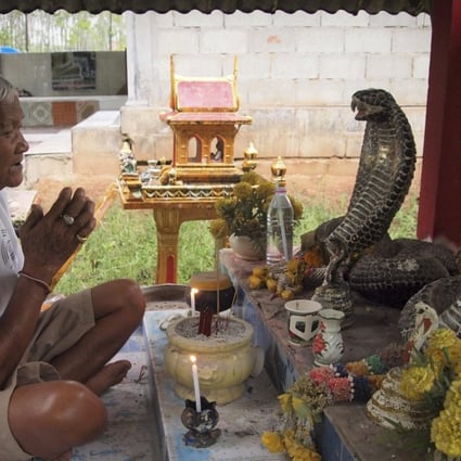 Villager Sommard Marurat prays at his shrine to king cobras, which Thais refer to as angel snakes, in the southern Thai province of Nakhon Si Thammarat. Photo: Tibor Krausz