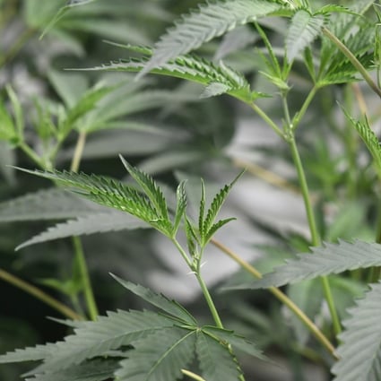 Japan has seen a sharp increase in marijuana possession arrests, especially among teenagers and people in their 20s, prompting warnings of drug-related issues typically associated with the more tolerant West. Photo: AFP