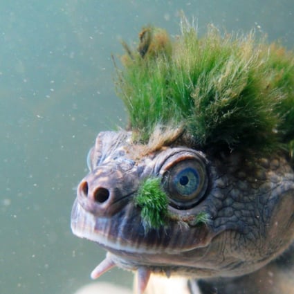 This Australian ‘punk turtle’ can breath through its genitals, once ...
