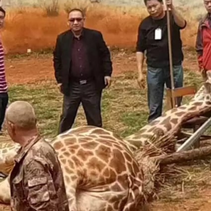 A branch was cut away to free the giraffe but he fell immediately to the ground. Photo: 163.com