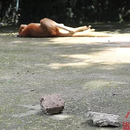 The kangaroo lies injured after bricks and concrete were thrown at it. Photo: Sina.cn