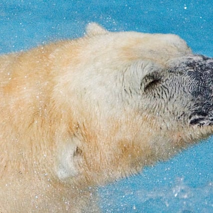 Inuka, the first polar bear to be born in the tropics, was put down on Wednesday after having multiple age-related ailments. Photo: Reuters