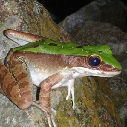 A copper-cheeked frog observed during HK's City Nature Challenge.