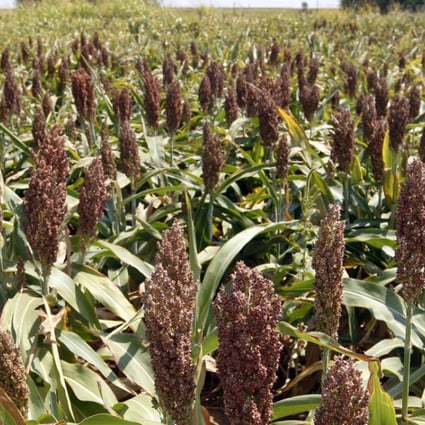 Last week Beijing pledged to buy more US farm goods, energy and other products, creating a bump for the US stock market on Monday. Pictured: a sorghum crop in Waukomis, Oklahoma. Photo: AP