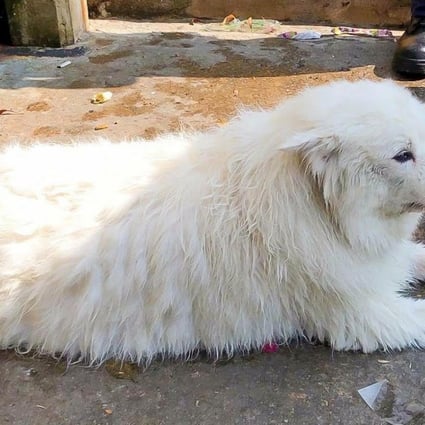 Man Who Threw Dog From Hong Kong Rooftop Because He Was Annoyed By Its Barking Given Four Month Hospital Order South China Morning Post