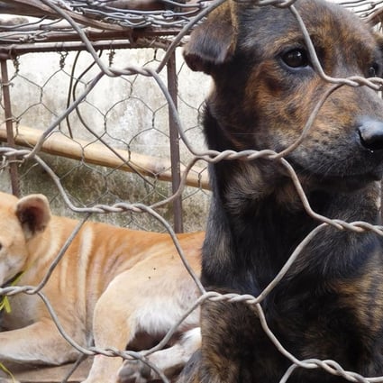 Dogs destined for the dinner table in Indonesia. Photo: AFP
