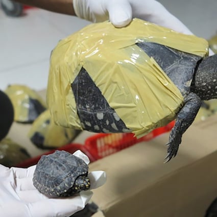Black spotted turtles are listed as being threatened with extinction. Photo: Handout.