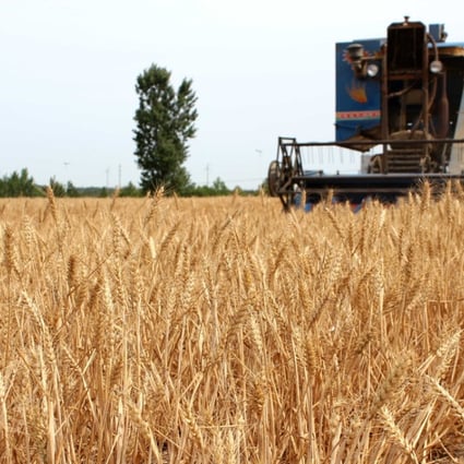 A harvester collects wheat in the fields in Rongcheng, east China's Shandong Province. Photo: Xinhua