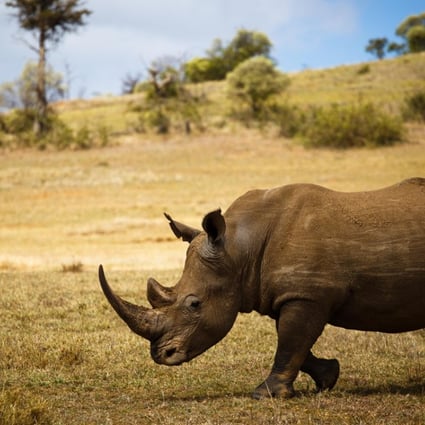 A white rhino grazes in protected land in the Borana Conservancy in Kenya. This second largest land mammal is particularly vulnerable to poaching for its horn because it is relatively unaggressive and lives in herds, according to the WWF. Photo: Tessa Chan