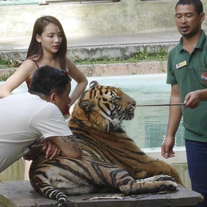 A handler prods a big cat with a stick as tourists pose for pictures at Tiger Kingdom. Picture: Red Door News Hong Kong