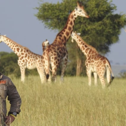 Dr Julian Fennessy specialises in studying giraffes and their habitat. Photo: Courtesy of Fennessy, Giraffe Conservation Foundation