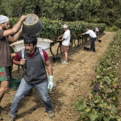 Workers collect red grapes in a burgundy vineyard during the grape harvest season in Volnay, central France. Photo: AP