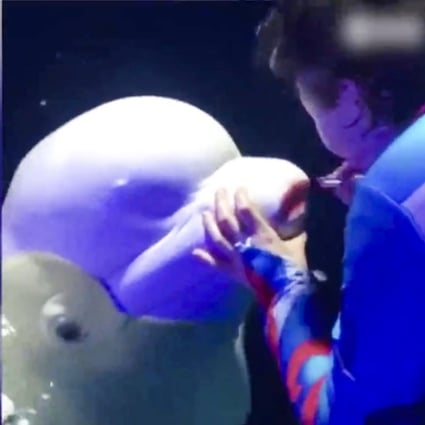 A trainer at Sun Asia Ocean World in northeast China was filmed putting lipstick on a beluga whale. Photo: YouTube