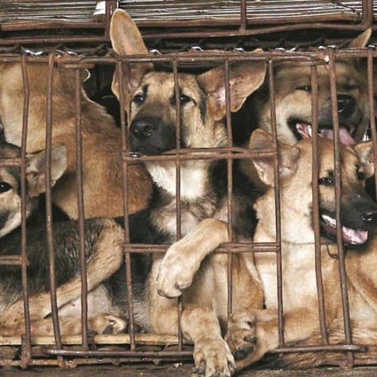 Asia's booming dog meat business and the activists seeking to end a cruel trade | South China Morning Post Asia's booming dog meat business and the activists seeking to end a cruel trade | South China Morning Post