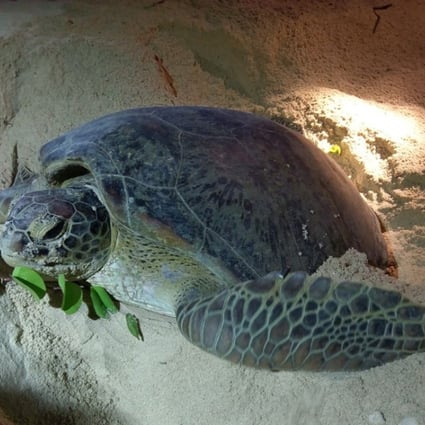 A green sea turtle lays eggs on Sham Wan beach in Lamma Island.