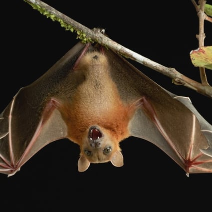 A lesser short-nosed fruit bat. Fruit bats are famous for their immunity to a wide range of diseases. Photo: Supplied