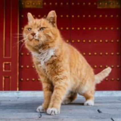 Street cat Baidian’er – which means “white spot” in Chinese, referring to the patch of fur under his nose – was often found near the west gate of the Forbidden City in Beijing. Photo: Arthur Yang