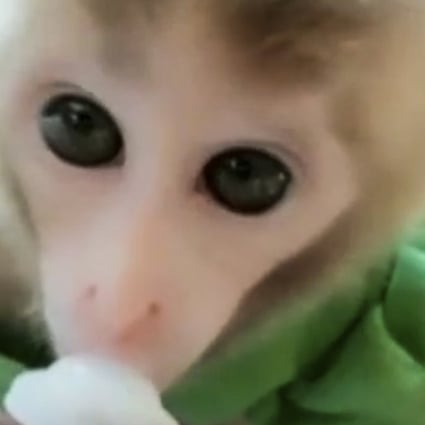 Chinese Police Arrest 35 People Over Sale Of Us 50 000 Worth Of Protected Monkeys South China Morning Post