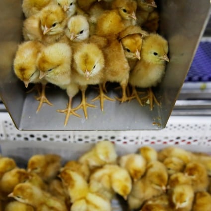 Recently hatched layer chicks drop into a crate as they are prepared for shipment to customers at the Huayu hatchery in Handan, Hebei province, China. Photo: Reuters