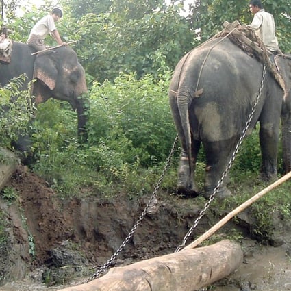 Elephants in Myanmar working in the country’s timber industry, dragging heavy fallen trees to rivers for shipping. Photo: AFP