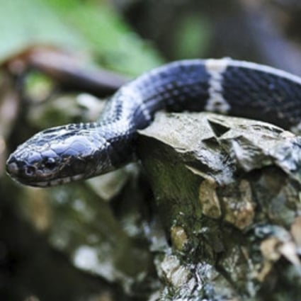 A many-banded krait, also known as a Bungarus multicinctus. Photo: Weibo