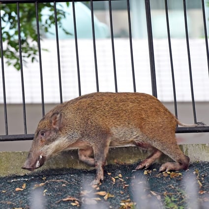 Two people were attacked by wild pigs in Babington Path in the Mid-Levels. Photo: HANDOUT