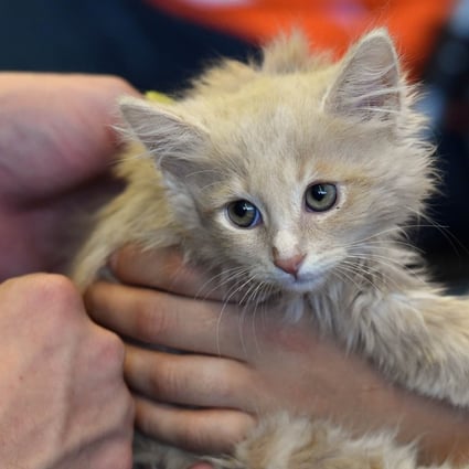 Yusuf the kitten waits for adoption at the “Best Friends” rescue shelter group at the inaugural CatConLa event in Los Angeles, California, in this 2015 file photo. Photo: Agence France-Presse