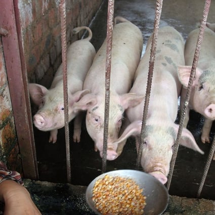 Chinese pig farmers are turning to alternatives to soybeans. Photo: AP