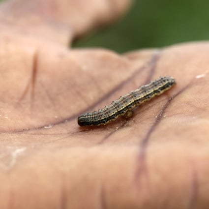 File photo of an armyworm in the palm of a farmer’s hand in Zimbabwe. Photo: EPA