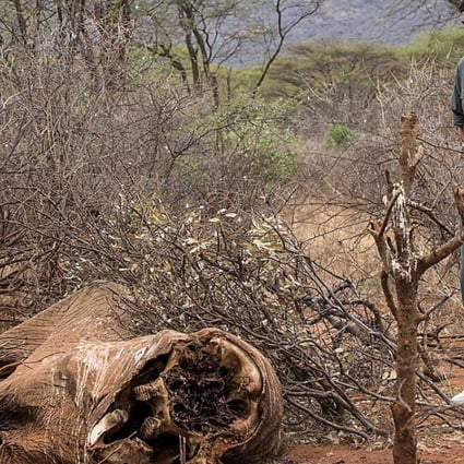 Yao Ming, WildAid ambassador, looks at the carcass of an elephant killed for its ivory tusks in Samburu, Kenya. Photo: AFP/HO/WildAid/Kristan Schmidt