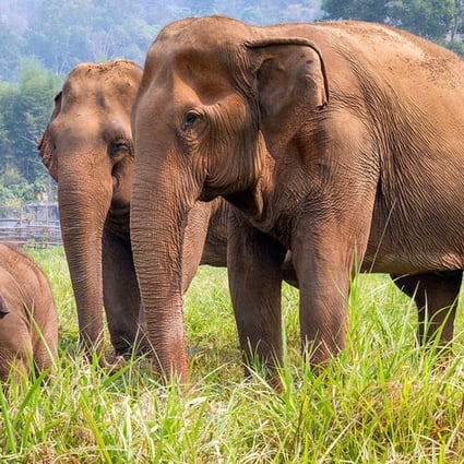 The Phuket Elephant Sanctuary rehabilitates Thai elephants from the animal entertainment industry. Model Kelly England Prehn visited the sanctuary on World Elephant Day.