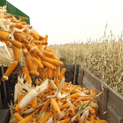 Cobs left over from the production of corn could be used to make biofuel, researchers say. Photo: Edward Wong