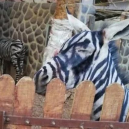 Five zoos that tried to pass off one animal as another – and failed  terribly | South China Morning Post