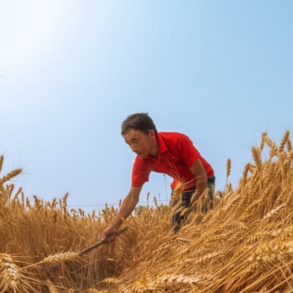 The project has found the genome sequence for Chinese Spring wheat, a strain that has become the standard for researchers. Photo: Xinhua