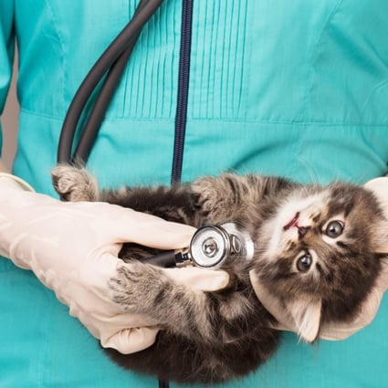 City University has been granted the funding for the veterinary course. Photo: Shutterstock