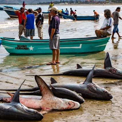 Freshly caught shark are laid out on a beach in Puerto Lopez, Ecuador. Picture: Alamy