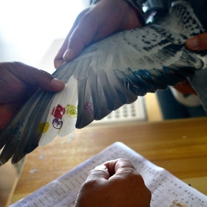 Pigeon racing is popular among older people in China, with Shanghai considered the modern-day home of the sport. Photo: AFP